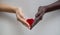 Black and white hands holding red heart on a gray  background. The concept of inter-racial friendship and respect, the