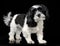 Black and white havanese standing in a black studio