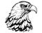 black and white head of an American eagle. predatory bird.