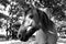 Black and white head shot image of a feral Konik pony