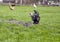 Black and white hen digging in ground on lawn