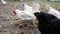 Black and white hens are walking in a rural yard and looking for food