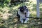 Black white Herding dog is resting on meadow