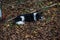 black white herding dog sleeps