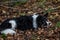 black white herding dog sleeps