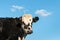 Black and white Hereford cattle calf with blue sky and copy space