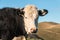 Black and white Hereford crossbreed cow with copy space