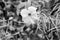 Black and white Hibiscus rose mallow with water drops