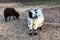 Black and white Holland pygmy goat billy / buck in farm