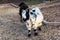 Black and white Holland pygmy goat billy / buck in farm