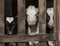 Black & White Holstein Calves