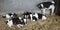 Black and white holstein calves in straw inside dutch farm in holland