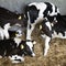 Black and white holstein calves in straw inside dutch farm in holland