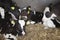 Black and white holstein calves in straw inside dutch farm in holland