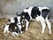 Black and white holstein calves in straw inside dutch farm in holland