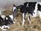 Black and white holstein calves in straw inside dutch farm in holland