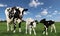 Black and white Holstein cow with her new twin calves in the meadow