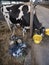 Black and white holstein cow with small portable milking machine