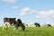 Black and white Holstein dairy cow grazing in a green pasture o