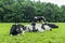 Black and white Holstein fresian cows in a lush summer pasture