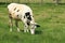 Black and White Holstein Grazing