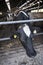 Black and white holstein spotted cow inside farm sticks head through bars