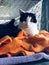 Black and white homeless cat on orange blanket in shelter