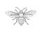 Black and white honey bee with spread wings in vintage style. Vector graphic illustration. Symbol of fertility.