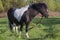 Black and white horse breed pony. Horses graze in the meadow. The horse is eating grass.