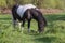 Black and white horse breed pony. Horses graze in the meadow. The horse is eating grass.