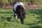 Black and white horse breed pony. Horses graze in the meadow. The horse is eating grass.