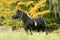 A black and white horse cob feeding on grass