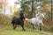 Black and white horse galloping