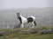 A black and white horse (piebald) on a misty Irish mountain.