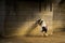 Black and white horse playing with a ball surrounded by walls under the sunlight