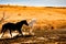 Black and white horses trotting