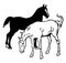 Black and White Horses, vintage illustration