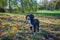 Black and white hound posing