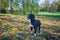 Black and white hound posing