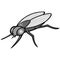 Black and White Housefly