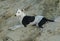 black and white hunting dog lying on the sand