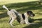 Black and white hunting dog in play position, front legs lying down and rear end in the air, ready to run, in a meadow