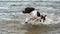 Black-white hunting pointer dog