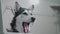 Black and white husky dog yawns. In slow motion. Shows clean white teeth and tongue. Tired dog
