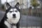 Black and white husky guarding a garden gate