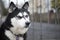 Black and white husky guarding a garden gate