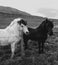 Black white Iceland horse fence hill mountain wind