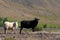 Black and white Icelandic sheep