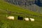 Black and white icelandic sheeps at Nupstadur farm meadow