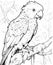Black and white illustration for coloring birds, parrot.